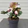 Helleborus orientalis Magica