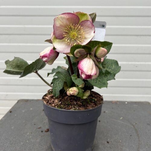 Helleborus orientalis Magica