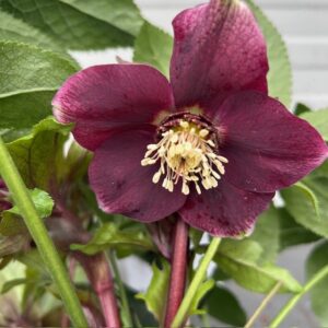 Helleborus orientalis Milana