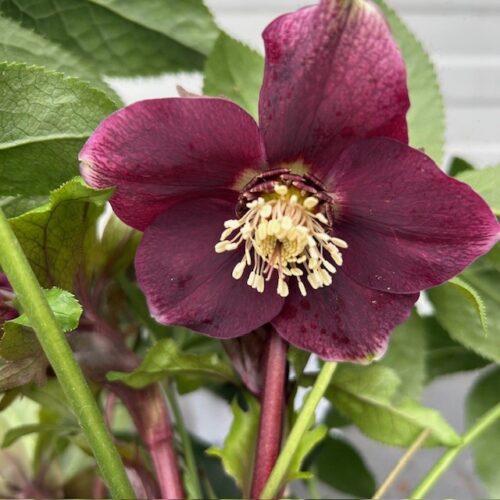 Helleborus orientalis Milana