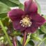 Helleborus orientalis Milana