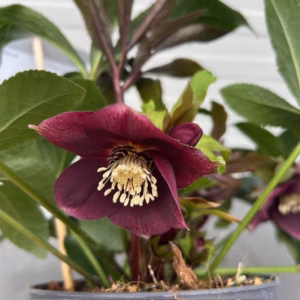Helleborus orientalis Milana