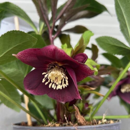 Helleborus orientalis Milana