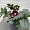 Helleborus orientalis Milana