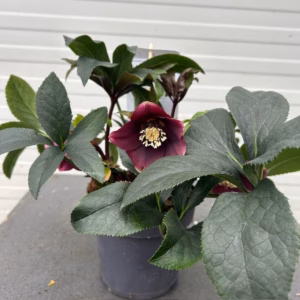 Helleborus orientalis Milana