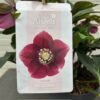 Helleborus orientalis Milana