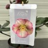 Helleborus Penny's Pink