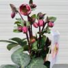 Helleborus Penny's Pink