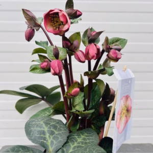Helleborus Penny's Pink