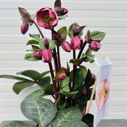 Helleborus Penny's Pink