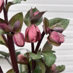 Helleborus Penny's Pink