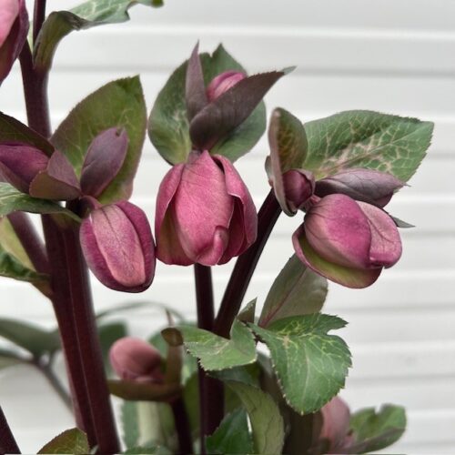 Helleborus Penny's Pink
