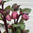 Helleborus Penny's Pink