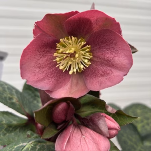 Helleborus orientalis Pippa's Purple