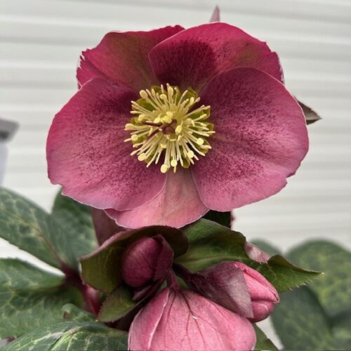 Helleborus orientalis Pippa's Purple