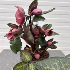 Helleborus orientalis Pippa's Purple
