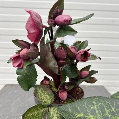 Helleborus orientalis Pippa's Purple