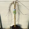 Acer pal. 'Ryusen' stamhoogte 90 cm (Japanse Esdoorn)