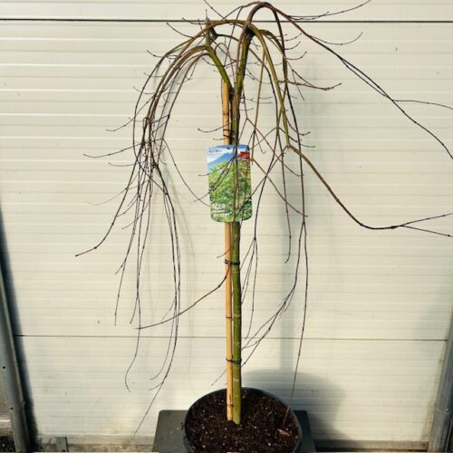 Acer pal. 'Ryusen' stamhoogte 90 cm (Japanse Esdoorn)
