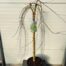 Acer pal. 'Ryusen' stamhoogte 90 cm (Japanse Esdoorn)
