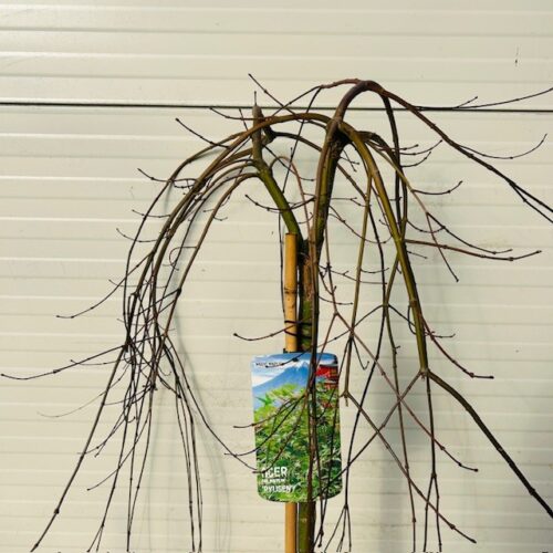 Acer pal. 'Ryusen' stamhoogte 90 cm (Japanse Esdoorn)