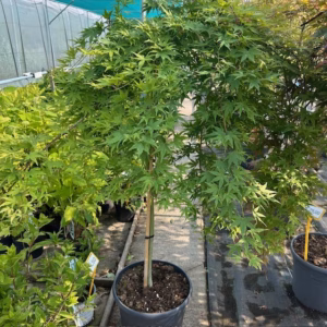 Acer pal. 'Ryusen' stamhoogte 90 cm (Japanse Esdoorn)