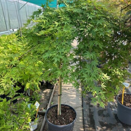 Acer pal. 'Ryusen' stamhoogte 90 cm (Japanse Esdoorn)