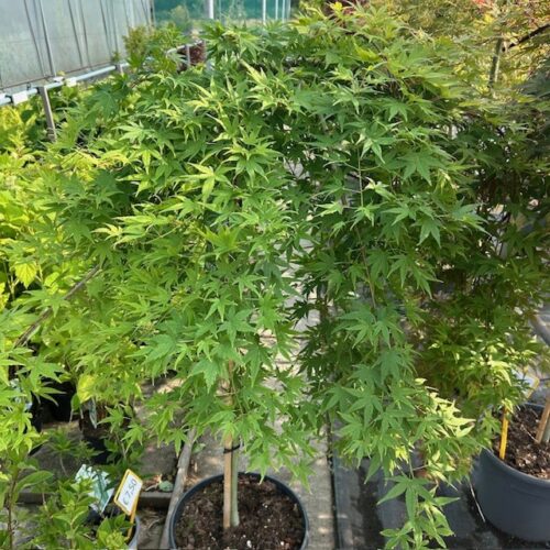 Acer pal. 'Ryusen' stamhoogte 90 cm (Japanse Esdoorn)