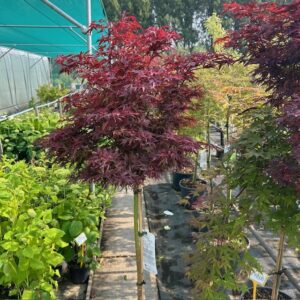 Acer pal. 'Shaina' stamhoogte 90 cm (Japanse Esdoorn)