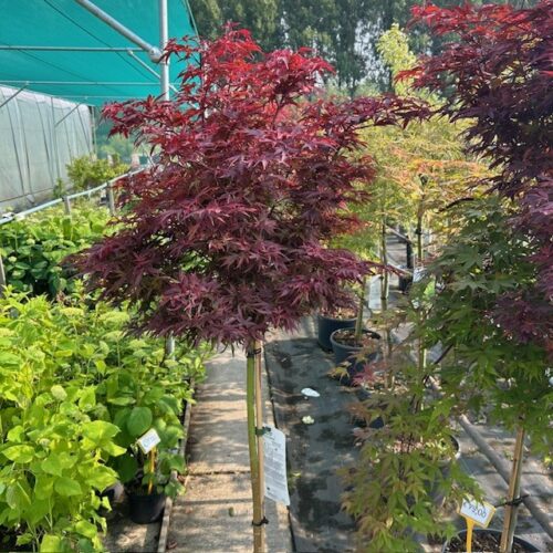 Acer pal. 'Shaina' stamhoogte 90 cm (Japanse Esdoorn)
