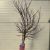 Acer pal. 'Shaina' stamhoogte 90 cm (Japanse Esdoorn)