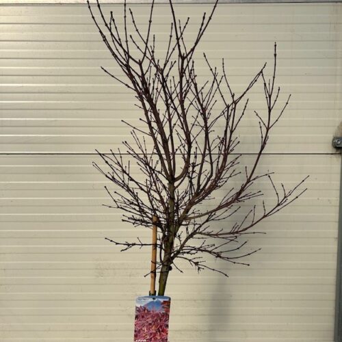 Acer pal. 'Shaina' stamhoogte 90 cm (Japanse Esdoorn)