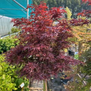 Acer pal. 'Shaina' stamhoogte 90 cm (Japanse Esdoorn)
