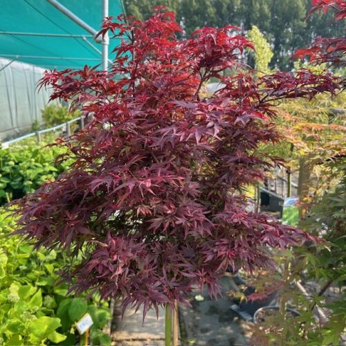 Acer pal. 'Shaina' stamhoogte 90 cm (Japanse Esdoorn)