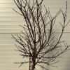 Acer pal. 'Shaina' stamhoogte 90 cm (Japanse Esdoorn)