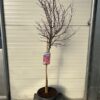 Acer pal. 'Shaina' stamhoogte 90 cm (Japanse Esdoorn)