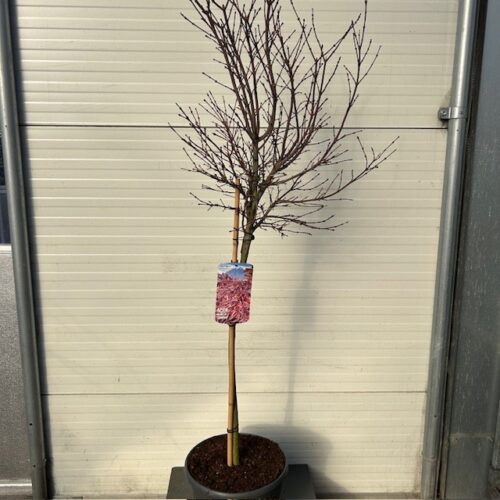Acer pal. 'Shaina' stamhoogte 90 cm (Japanse Esdoorn)