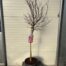 Acer pal. 'Shaina' stamhoogte 90 cm (Japanse Esdoorn)