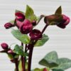 Helleborus Vibey Velvet