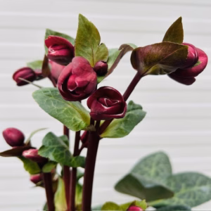 Helleborus Vibey Velvet