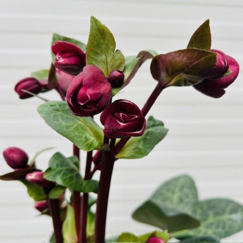 Helleborus Vibey Velvet