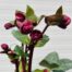Helleborus Vibey Velvet