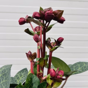 Helleborus Vibey Velvet