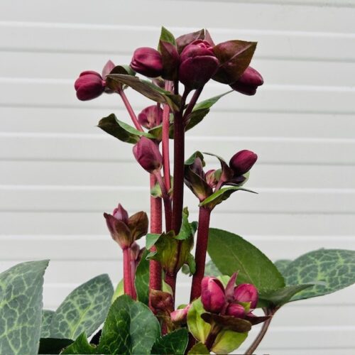 Helleborus Vibey Velvet