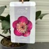 Helleborus Vibey Velvet