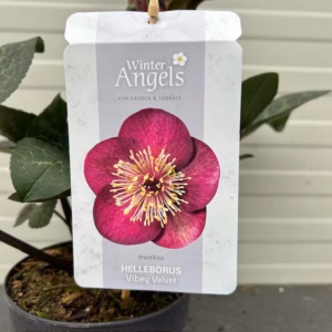 Helleborus Vibey Velvet