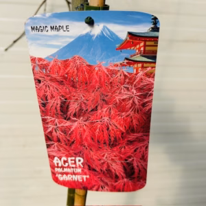 Acer pal. 'Garnet' stamhoogte 90 cm (Japanse Esdoorn)