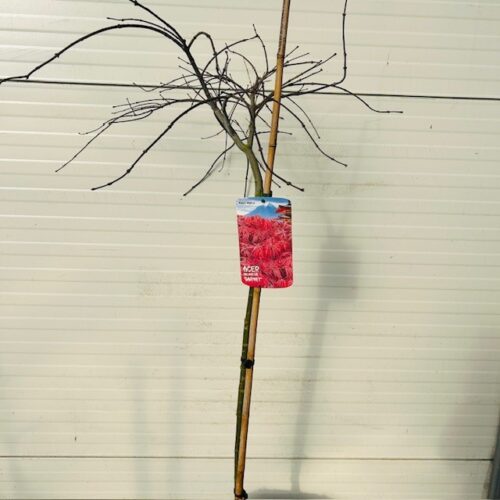 Acer pal. 'Garnet' stamhoogte 90 cm (Japanse Esdoorn)