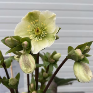 Helleborus orientalis Molly's White