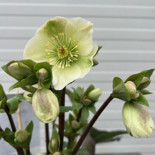 Helleborus orientalis Molly's White